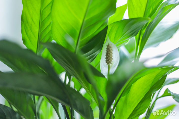 Комнатные растения цветы