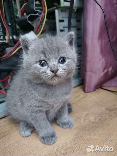 Шотландские котята