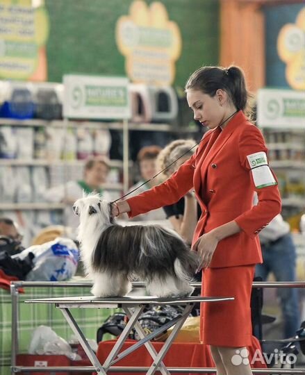 Профессиональный хендлер