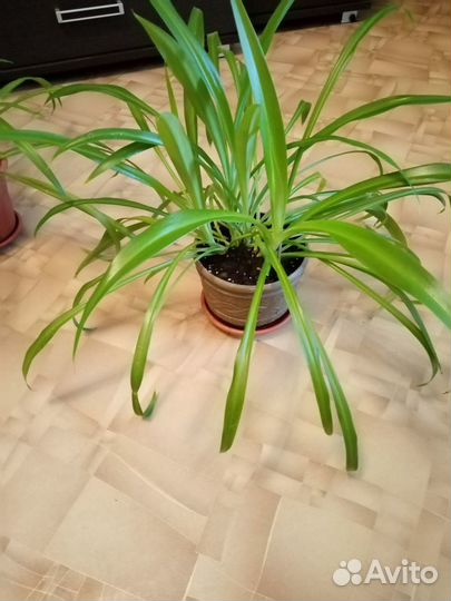 Хлорофитум зеленый