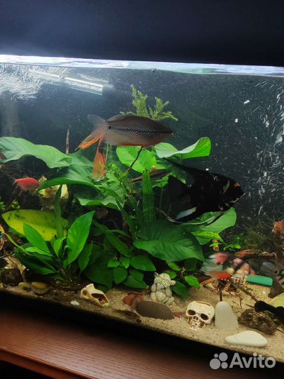 Аквариум на 200 литров