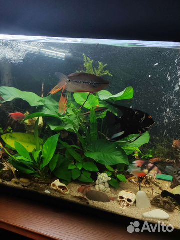 Аквариум на 200 литров