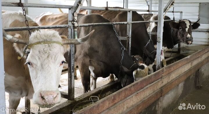 Молоко и молочные продукты