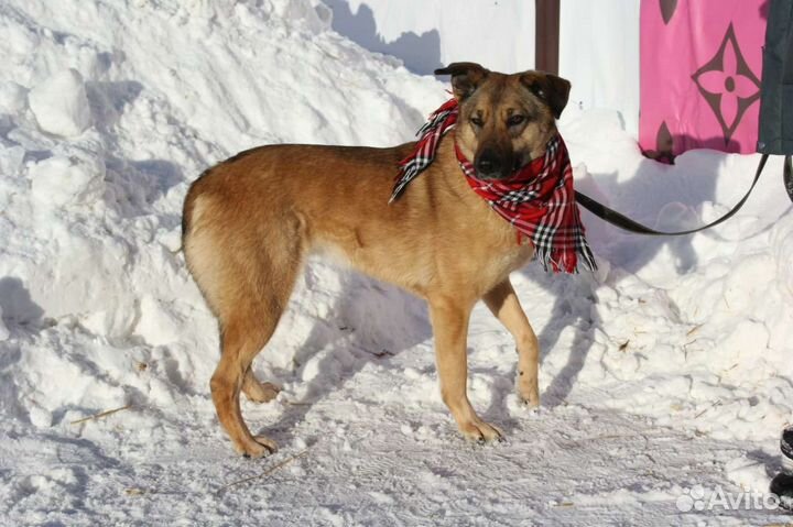 Спасите собаку из приюта