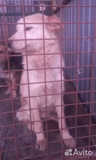 Собаки в приюте