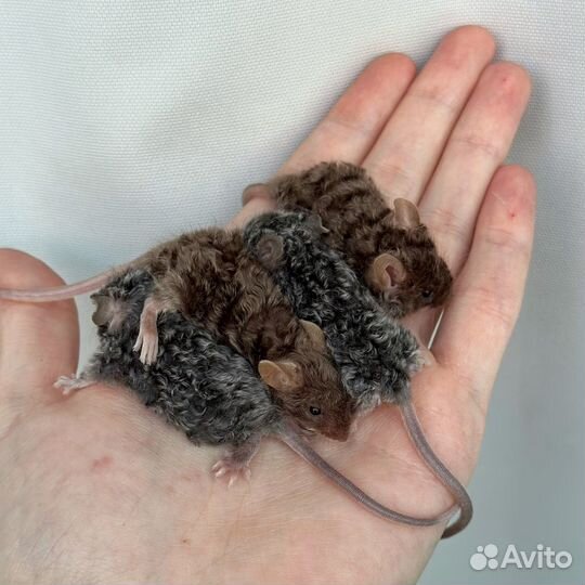 Сатиновые мыши декоративные грызуны