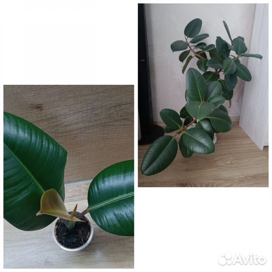 Комнатные цветы