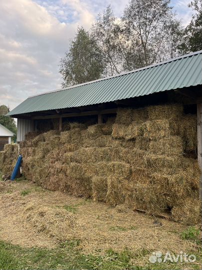 Сено солома в тюках