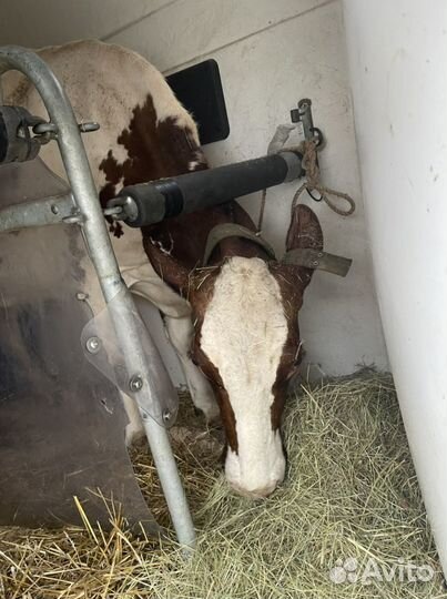 Перевозка лошадей и коров