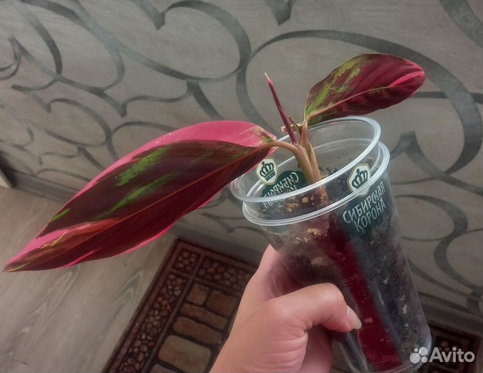 Строманта Триколор