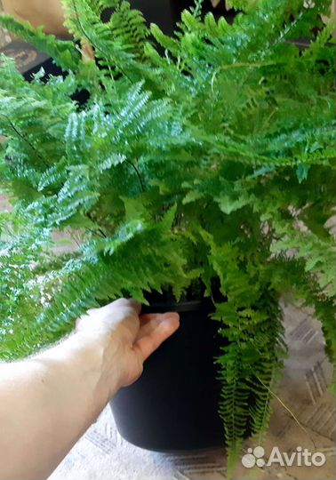 Папоротник Нефролепис