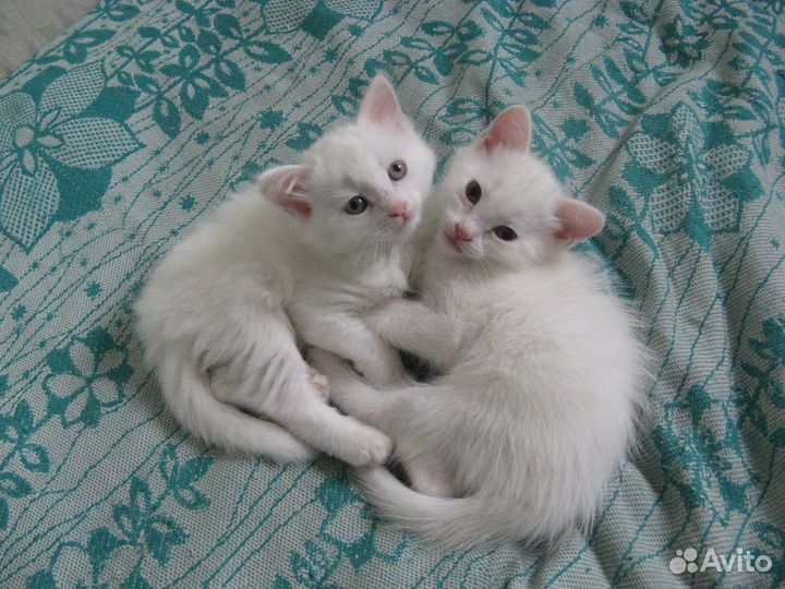 Котята девочки