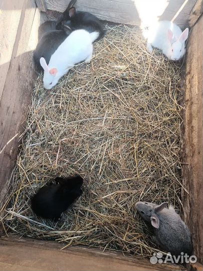 Продам крольчат
