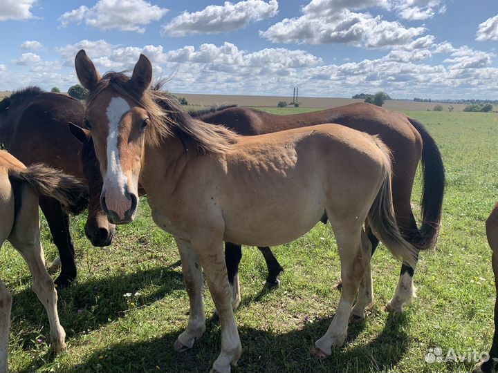 Лошади, молодые жеребчики