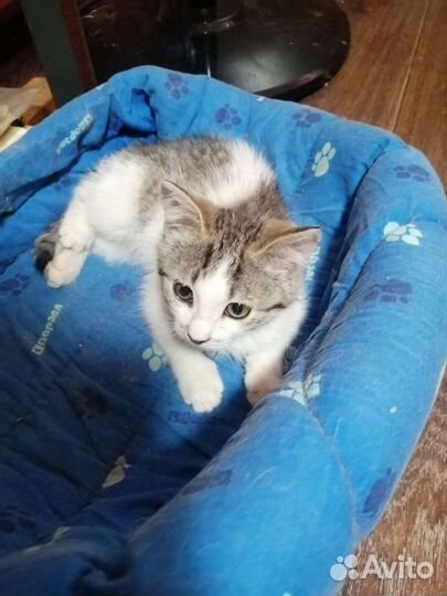 Котенок девочка