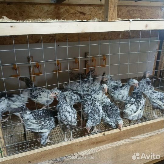 Инкубационное яйцо чёрно пестрый австролоп