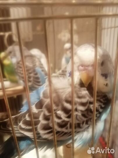 Попугаи волнистые, малыши 2-3 месяца