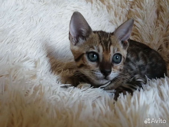 Бенгальская кошка