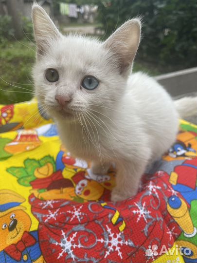 Ручная котодевочка 1,5 месяца