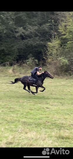 Лошадь Жеребец