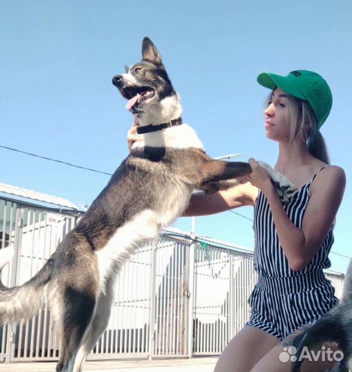 Собака компаньон