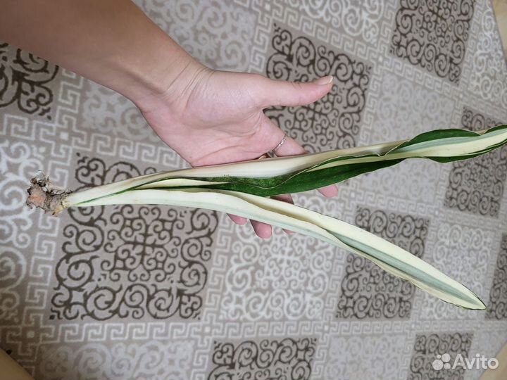 Сансевиерия Beauty Queen