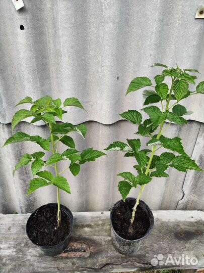 Малиновое дерево Сказка саженцы