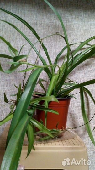 Хлорофитум