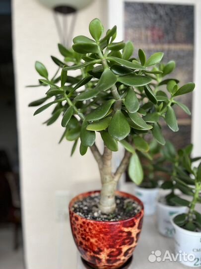 Денежное дерево(толстянка, крассула)