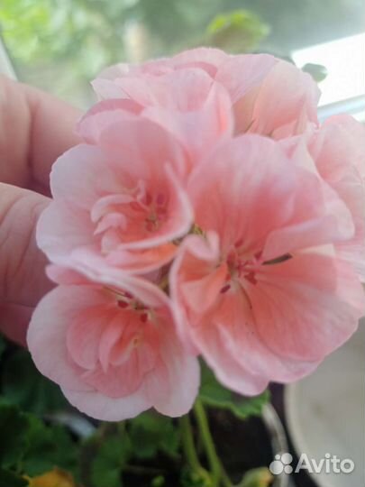 Пеларгоша цветущая