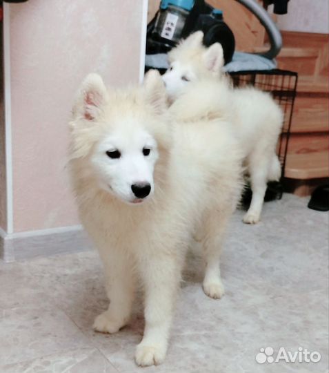 Щенки самоеда