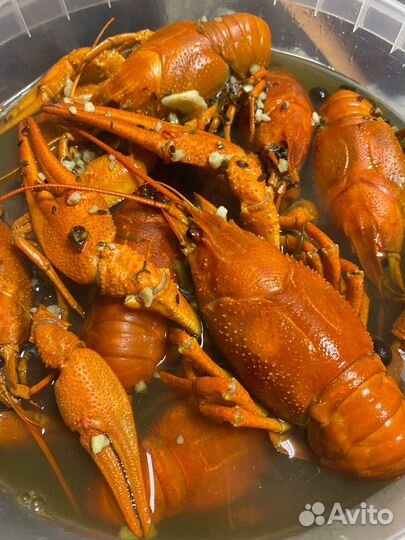 Дикий рак Живой Вареный
