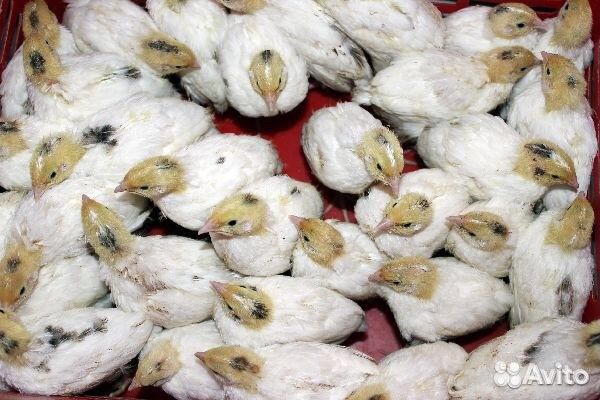 Техасский перепел