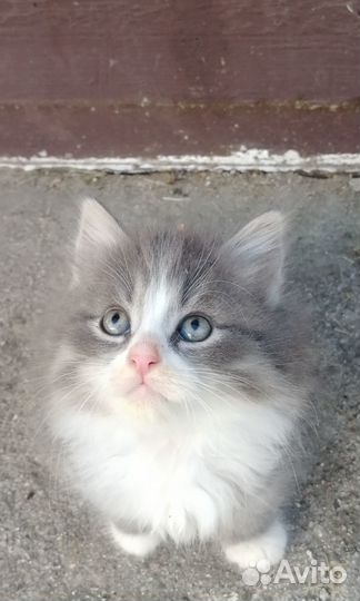 Чудесные котятки в добрые руки бесплатно