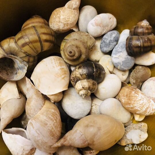 Ракушки морские камушки