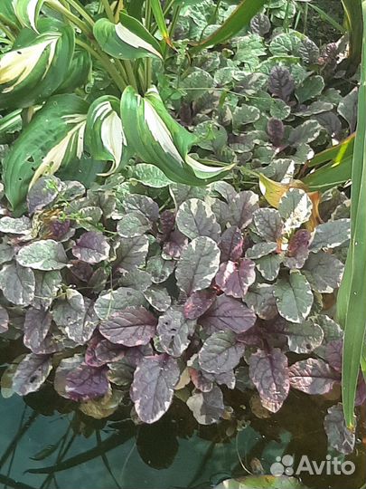 Живучка ползучая