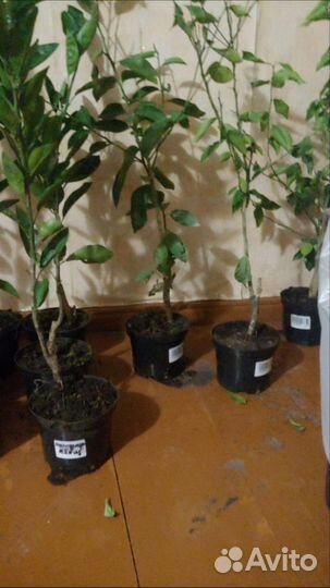 Цитрусовые растения