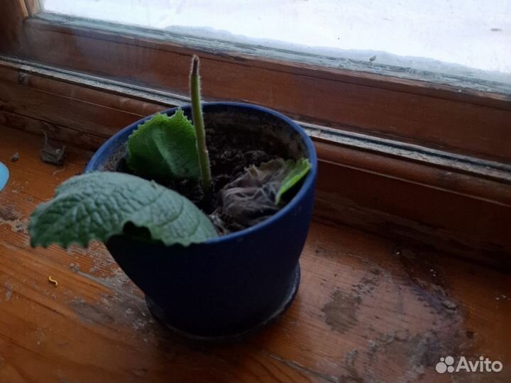 Комнатные цветы, первое фото - 100, второе 50