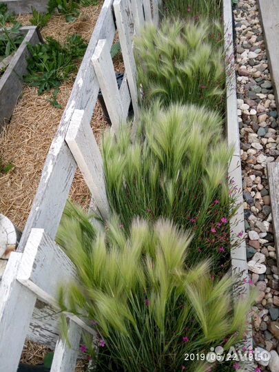Декоративный злак. Многолетний