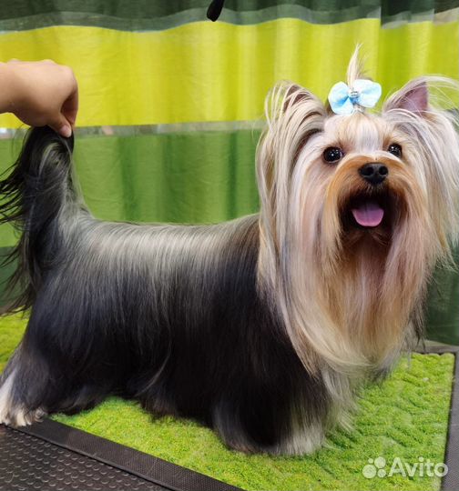 Йоркширский терьер девочка