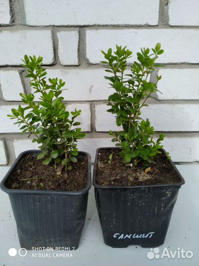 Саженцы декоративных кустарников