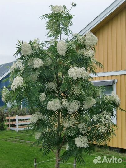 Саженцы рябины Додонг (декоративная)