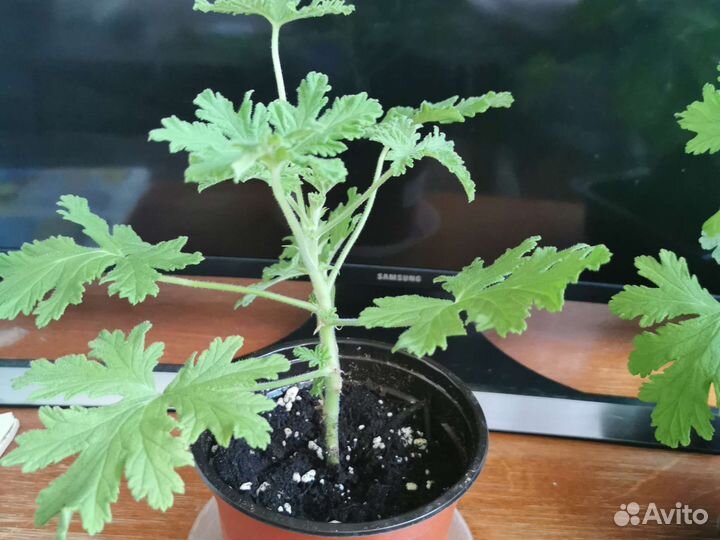 Пеларгония герань душистая