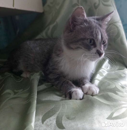 Майли в добрые руки