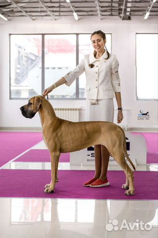 Профессиональный хендлер