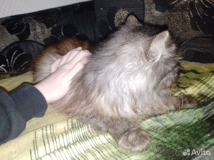 Продам кошку