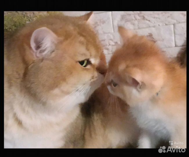 Британский золотой котэ вязка