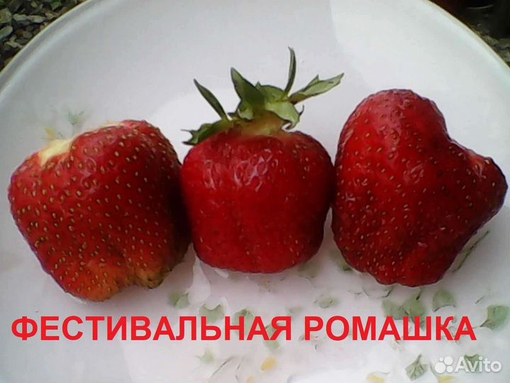 Рассада клубники