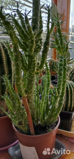 Кактус Аустроцилиндропунция