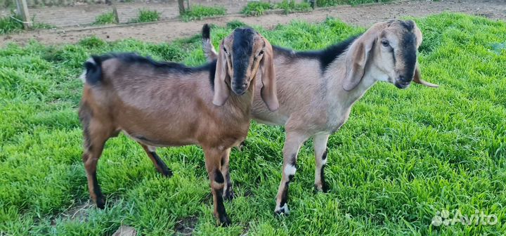 Англо нубийские козлята